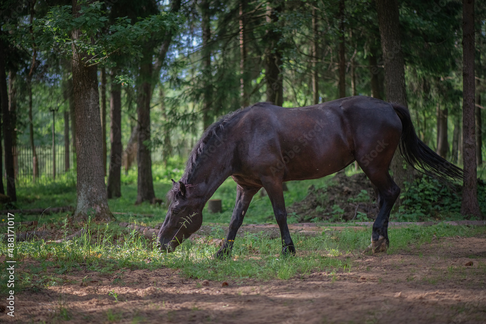 A thoroughbred horse runs around a forest farm. A thoroughbred horse runs around a forest farm.