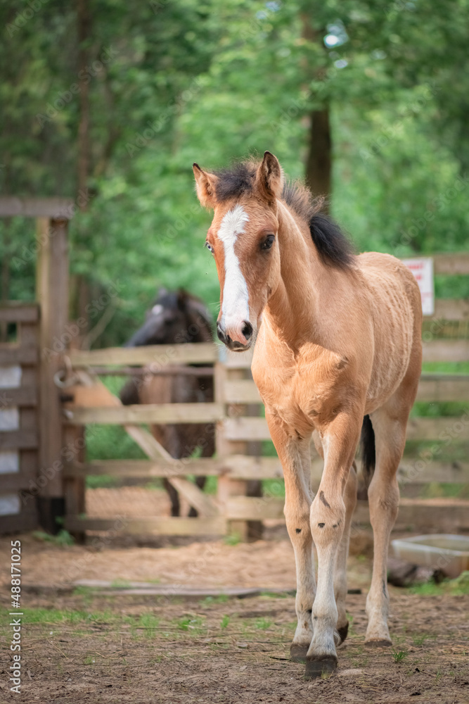 Obraz premium A thoroughbred horse runs around a forest farm.