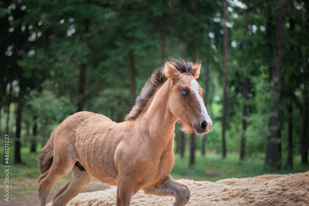 Fototapeta premium A thoroughbred horse runs around a forest farm.