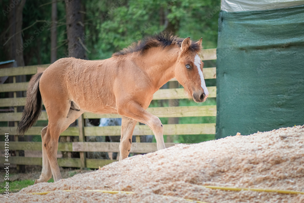 Fototapeta premium A thoroughbred horse runs around a forest farm.