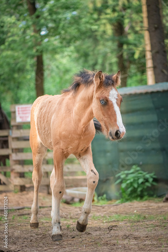 A thoroughbred horse runs around a forest farm. © shymar27