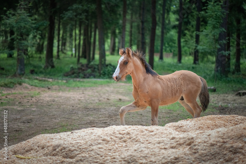 A thoroughbred horse runs around a forest farm.