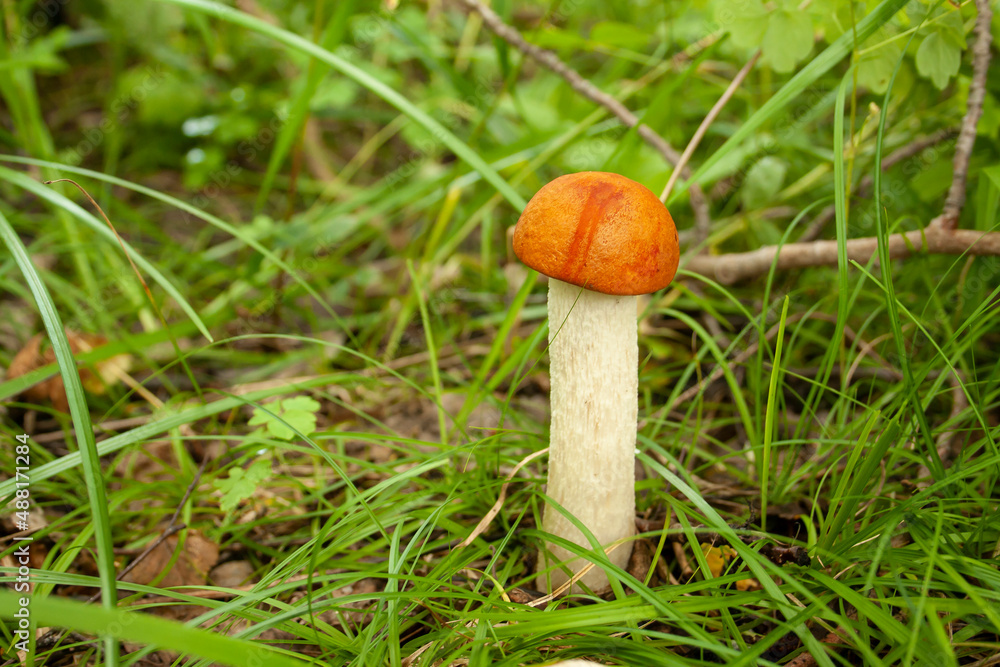 mushrooms, edible mushrooms, white mushroom, forest mushrooms, edible mushrooms, white mushroom, forest