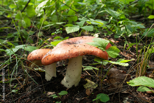 mushrooms, edible mushrooms, white mushroom, forest