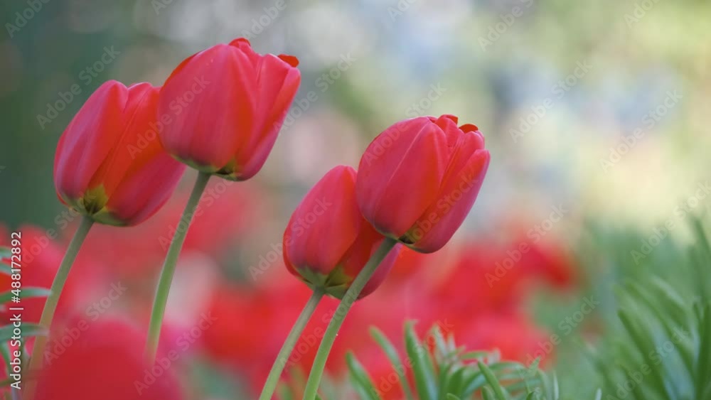 Bright red tulip flowers blooming on outdoor flowerbed on sunny spring day Bright red tulip flowers blooming on outdoor flowerbed on sunny spring day