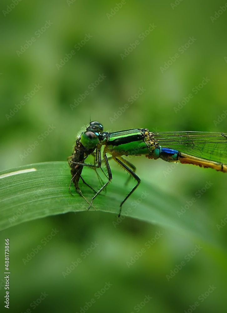 dragonfly on a leaf