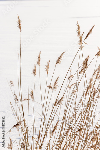 Vertical photo of winter dead dry brown reeds (Phragmites australis) at frozen snow covered lake background at sunny winter day. Reeds at winter at white snow background. 