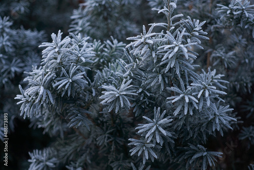 winter nature, bush covered with frost, snow and hoarfrost
