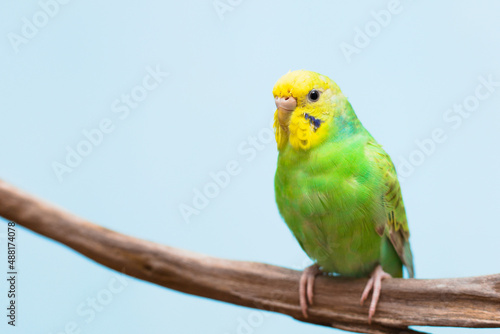 A budgie perches on a branch
