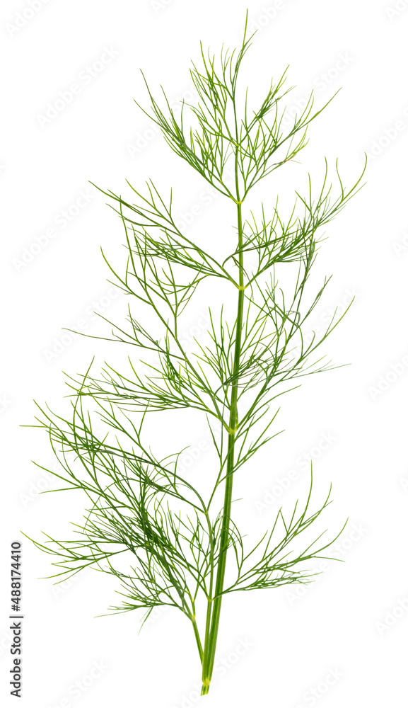 Obraz premium Green dill isolated on a white background.