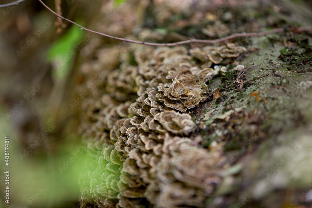 Mushrooms along a hiking train in an Ontario Provincial Park. Mushrooms along a hiking train in an Ontario Provincial Park.