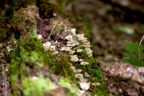 Mushrooms along a hiking train in an Ontario Provincial Park.