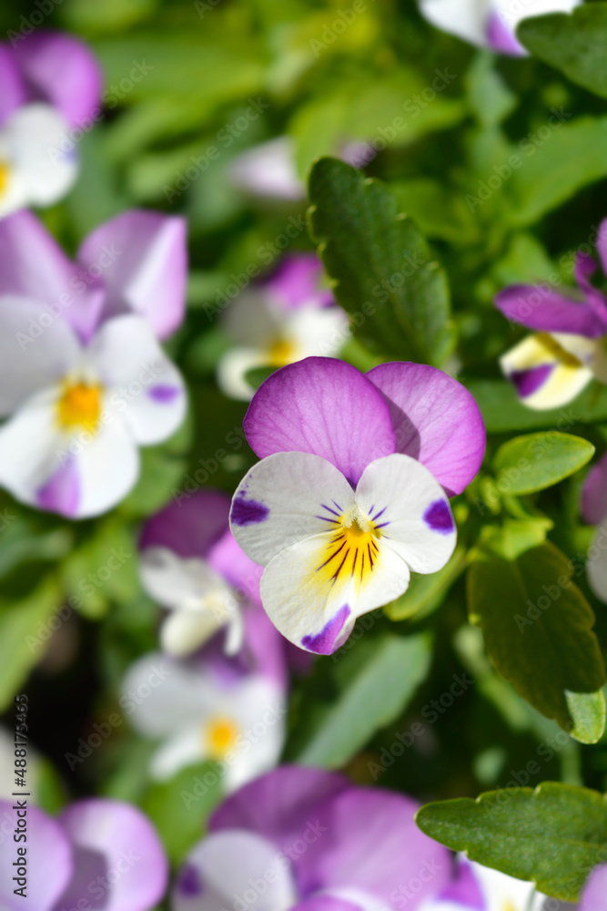 Horned violet Pink Wing Viola Horned violet Pink Wing Viola