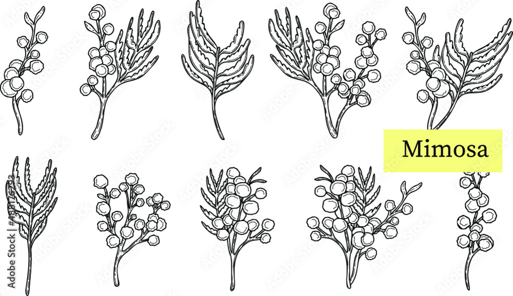 Fototapeta premium wattle or mimosa with bipinnate leaves and yellow racemosa inflorescence vector set, mimosa twig outline set, mimosa in doodle style