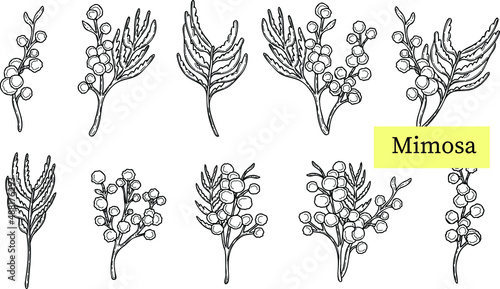 wattle or mimosa with bipinnate leaves and yellow racemosa inflorescence vector set, mimosa twig outline set, mimosa in doodle style