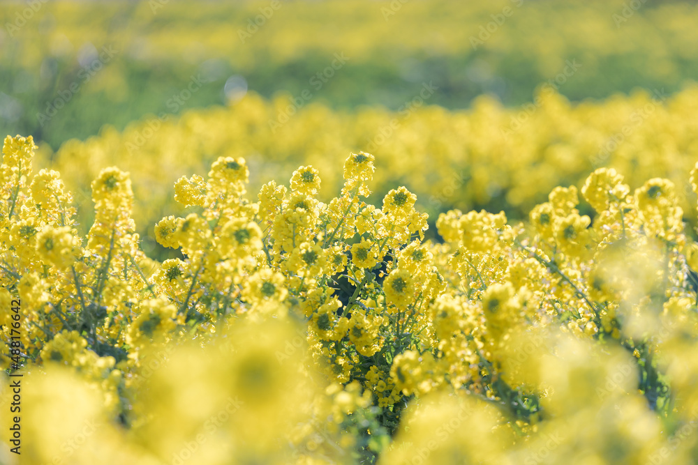 Obraz premium 菜の花