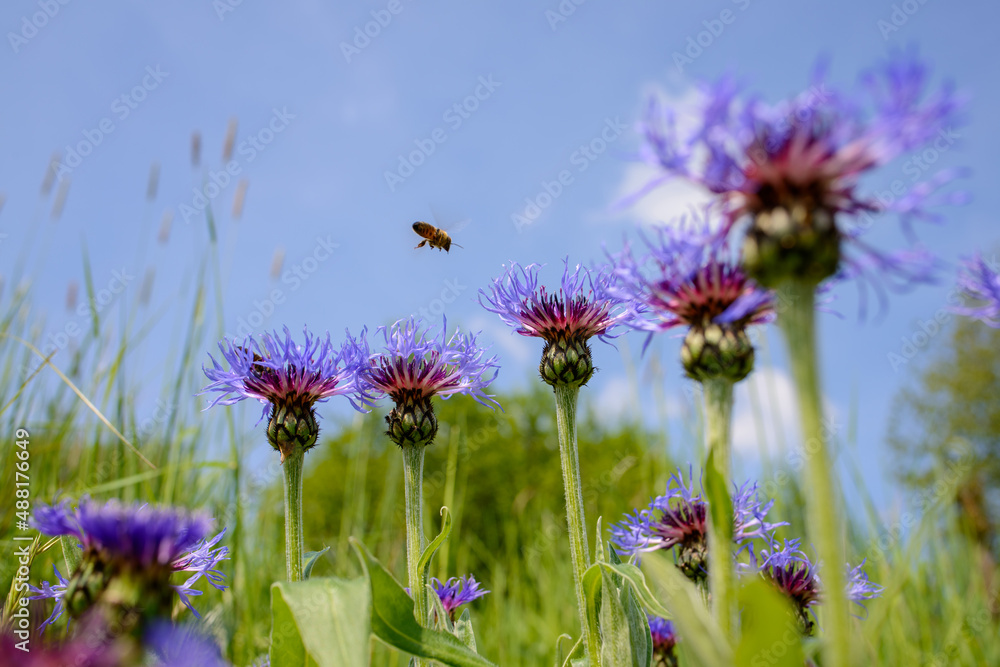 Blühende Flockenblumen vor blauem Himmel mit fliegender Honigbiene, Insekt im Anflug auf blaue Blüte, Kornblumen mit fliegendem Insekt, Flockenblumen Blühend, Centaurea in voller Blüte Blühende Flockenblumen vor blauem Himmel mit fliegender Honigbiene, Insekt im Anflug auf blaue Blüte, Kornblumen mit fliegendem Insekt, Flockenblumen Blühend, Centaurea in voller Blüte