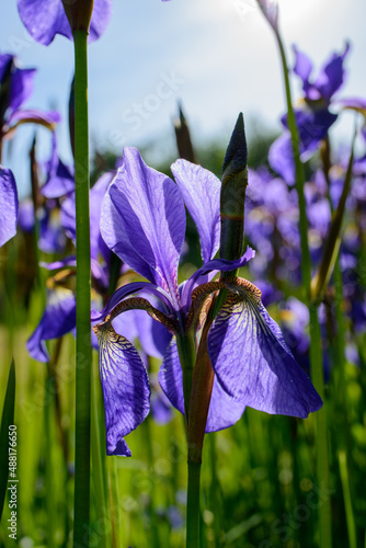 Fototapeta Naklejka Na Ścianę i Meble -  Blaue Iris Blühend