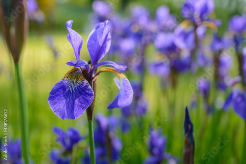 Fototapeta Naklejka Na Ścianę i Meble -  Blue iris Iris sibirica flowering, Iridaceae flowering, Iridaceae blooming, Blaue Iris Iridaceae Blühend