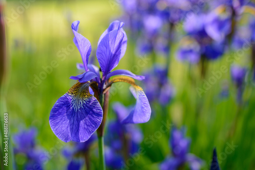Fototapeta Naklejka Na Ścianę i Meble -  Blaue Iris Blühend