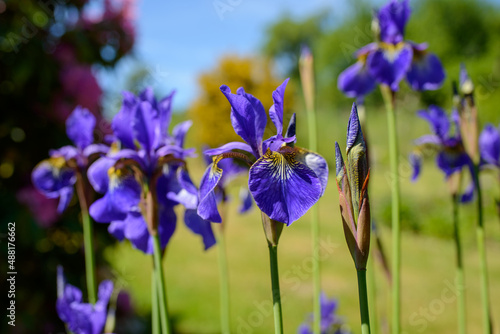 Blaue Iris Blühend