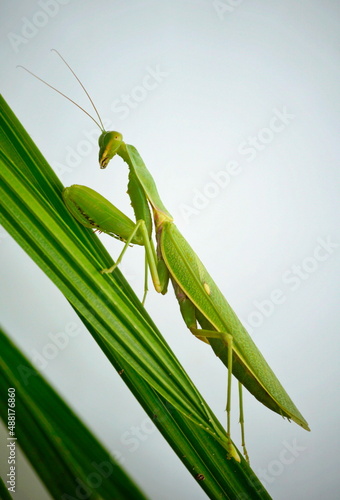 Large green praying mantis (7 cm)  on palm leaves.