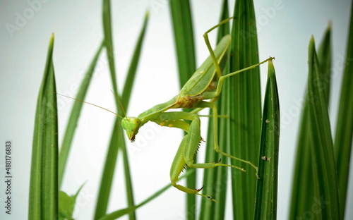 Large green praying mantis (7 cm)  on palm leaves.