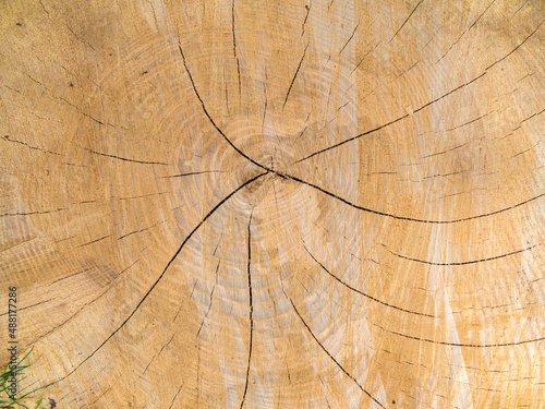 Wooden stump isolated texture background. Top view fresh yellow slice