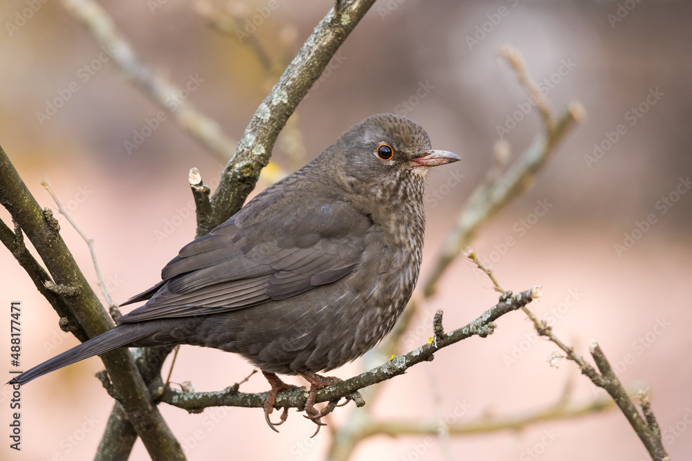 Beautiful Side Portrait of a Female Blackbird Perched on a Branch in Mid-Winter Beautiful Side Portrait of a Female Blackbird Perched on a Branch in Mid-Winter