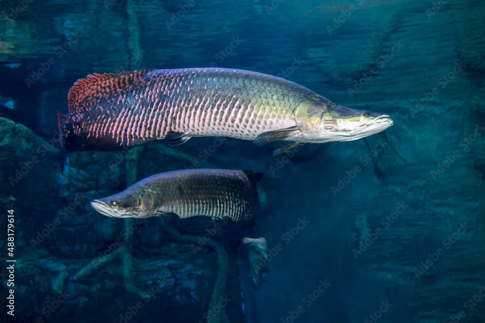 Naklejka premium Arapaima Sudis gigas, pirarucu. Wildlife animal