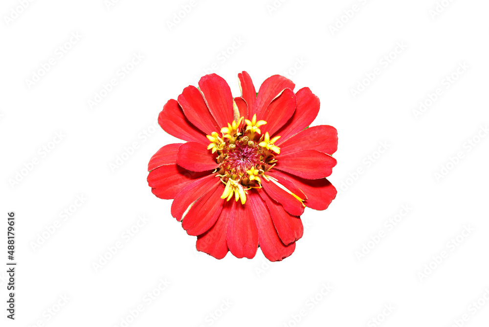 Zinnia flower red isolate on the white background.