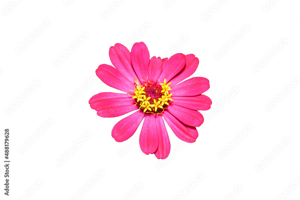 Zinnia flower purple pink isolate on the white background. Zinnia flower purple pink isolate on the white background.