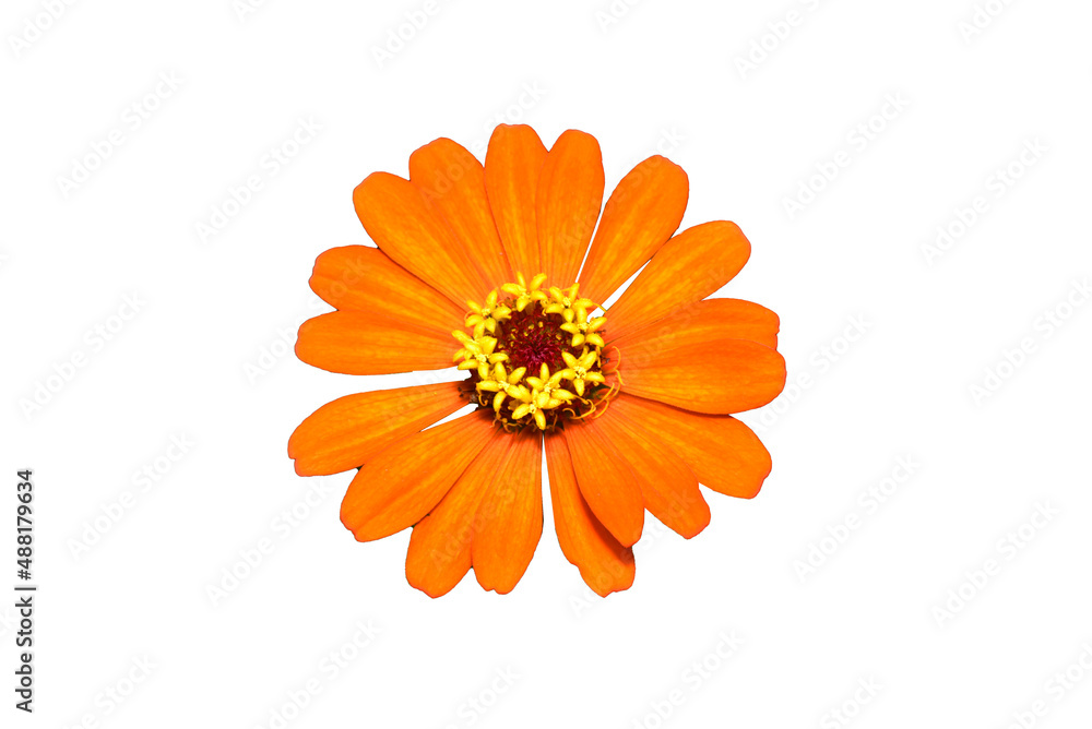 Zinnia flower light orange isolate on the white background. Zinnia flower light orange isolate on the white background.