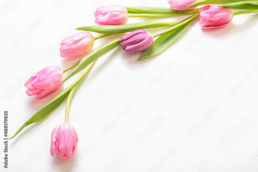 pink tulips on white background - obrazy, fototapety, plakaty 