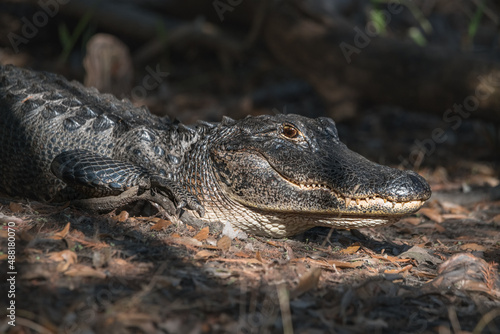 фотографія Large alligator close-up in its natural habitat. Sunny day.