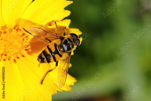  Biene / Bee / Apiformes © Ludwig