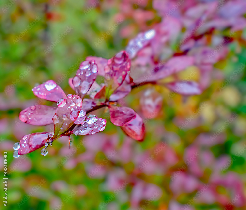 Fototapeta premium Raindrops on the Purple Leaves