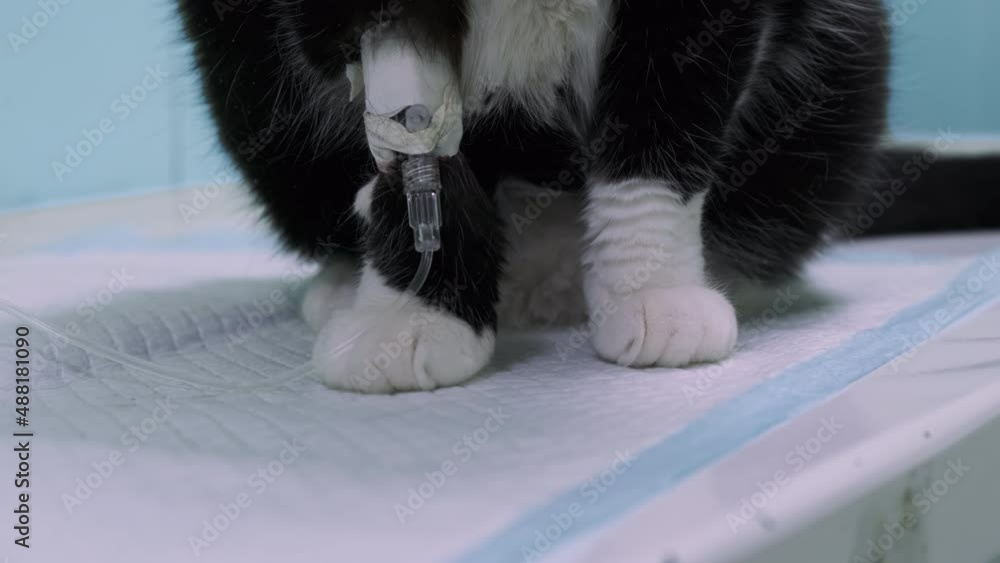Closeup, cats paws with catheter infusion pump in veterinary clinic