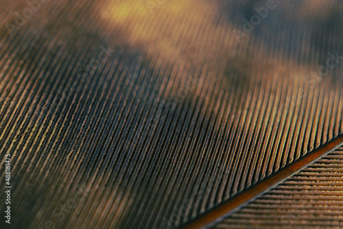 Flight feather of a bird of prey close-up. Dark brown natural background. Wallpaper with a rhythmic patterns. Macro
