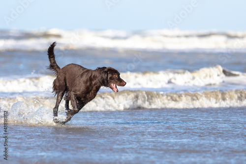 dog running in water