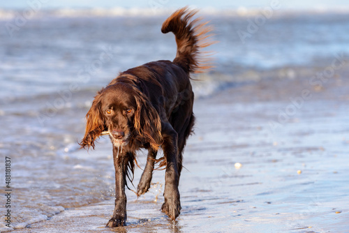 dog on the beach