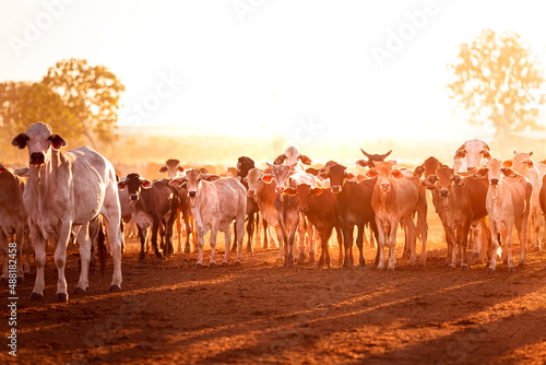 The bulls in the yards on a remote cattle station in Northern Territory in Australia at sunrise.
