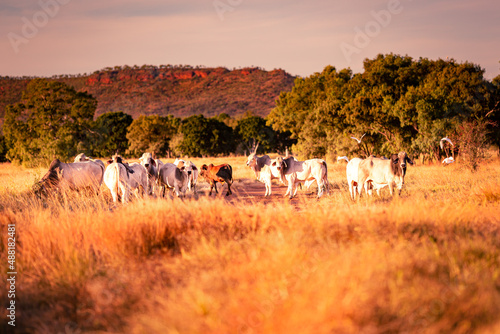 The bulls in the yards on a remote cattle station in Northern Territory in Australia at sunrise. 