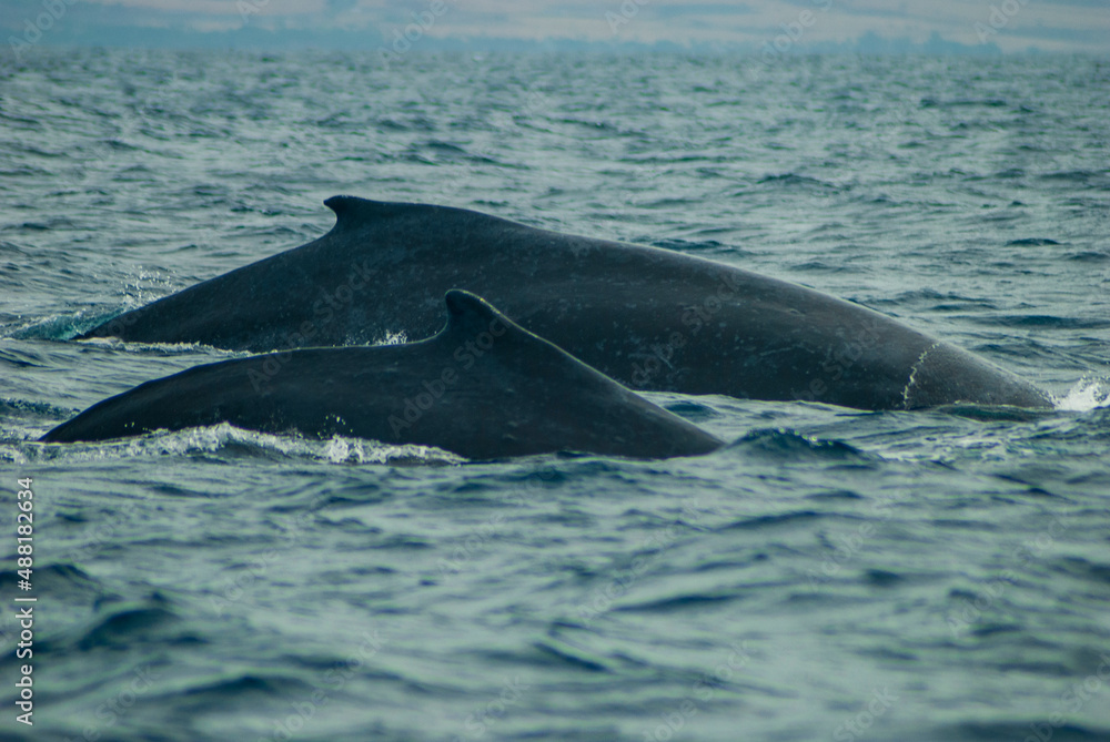 two humpbacks two humpbacks