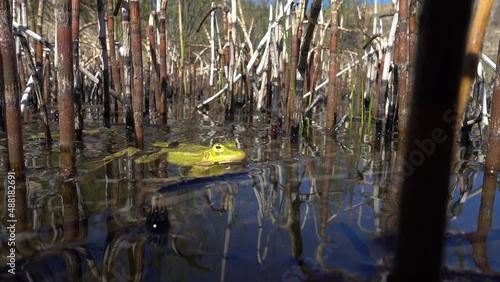 Pool frog (Rana lessonae or Pelophylax lessonae ) in a small pond during breeding season. photo