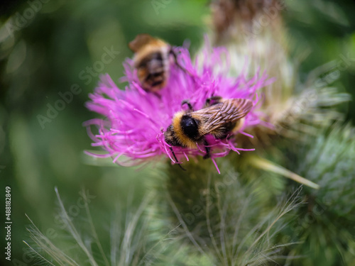 Bumblebee eating pollen on a thistle flower. Macro photo close up. © topolov_nick