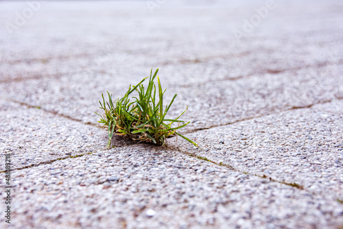 little weed on a street