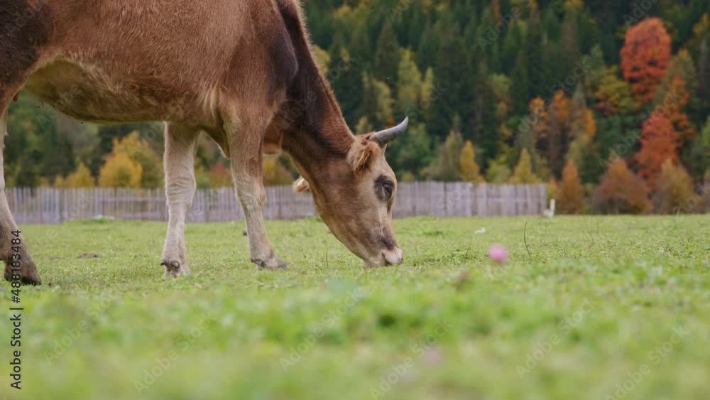 Beautiful cow grazing on the pasture next to the mountains. Slow motion Beautiful cow grazing on the pasture next to the mountains. Slow motion