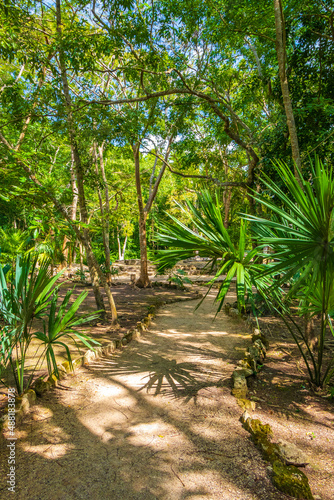 Tropical jungle plants trees walking trails Muyil Mayan ruins Mexico.