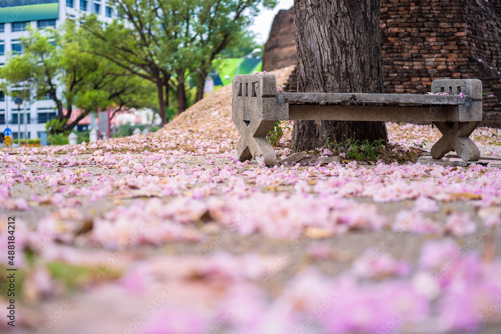 Pink trumpet or Tabebuia rosea flower falling on ground in the park